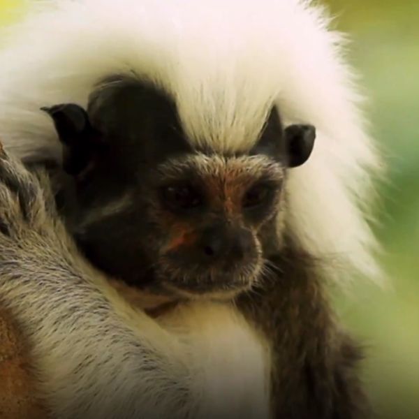 Explorers at Work Rosamira Guillen